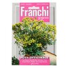 Franchi Kerti Ruta vetőmag image Franchi Kerti Ruta vetőmag