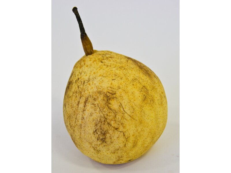 Körte kínai nashi kg